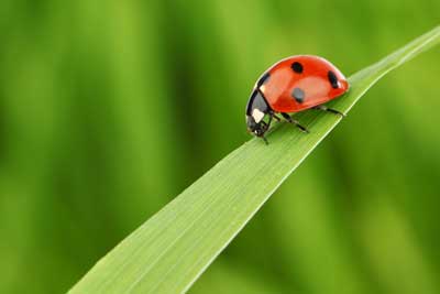 Beetle Identification in your area