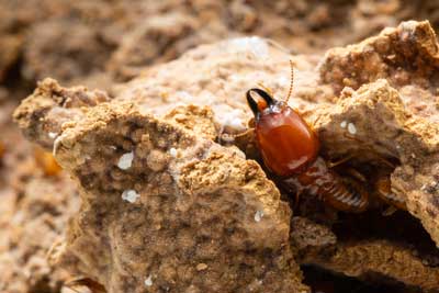 Close up of termite coming out of nest