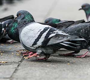 Bird Identification in your area