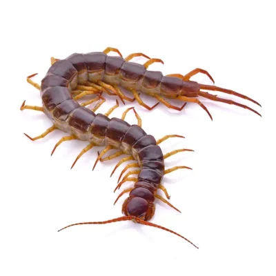 Centipede | World Pest Control serving Salina, KS