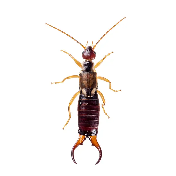 Earwig | World Pest Control serving Salina, KS