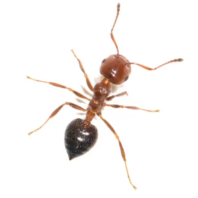 House Ant | World Pest Control serving Salina, KS