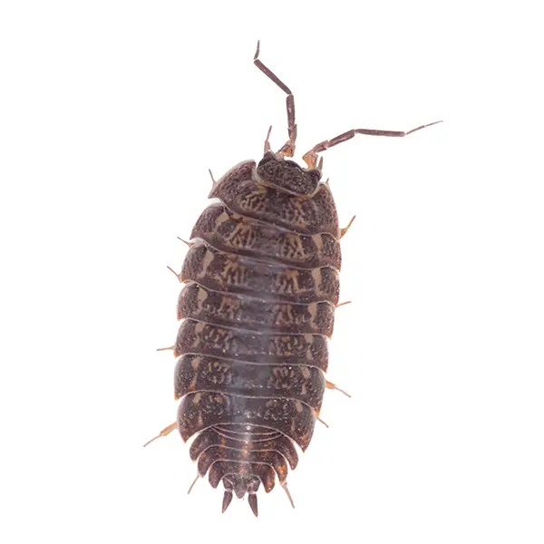 Pill Bug | World Pest Control serving Salina, KS