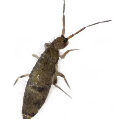 Springtail | World Pest Control serving Salina, KS