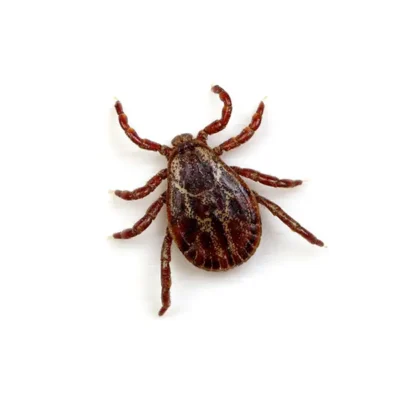Tick | World Pest Control serving Salina, KS
