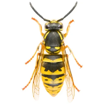 Yellow Jacket | World Pest Control serving Salina, KS