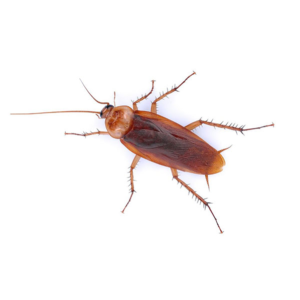 American Cockroach up close white background