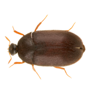 Black Carpet Beetle up close white background