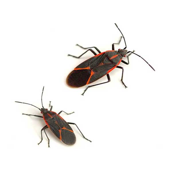 Boxelder Bugs | World Pest Control serving Salina, KS