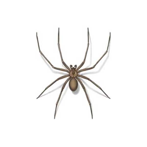 Brown Recluse Spider close up white background