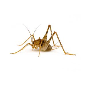 Camel Cricket up close white background