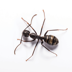 Carpenter Ant up close white background