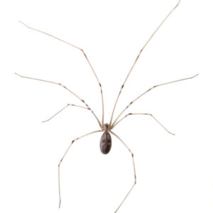 Cellar Spider close up white background