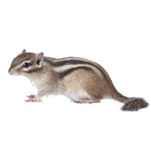 Chipmunk white background