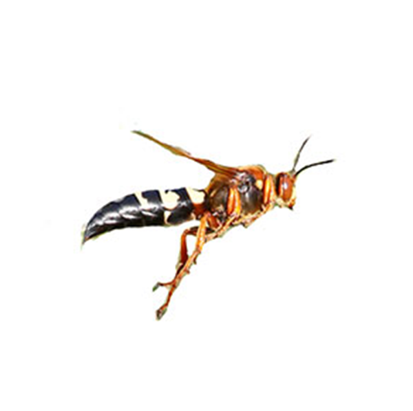 Cicada Killer Wasp | World Pest Control serving Salina, KS