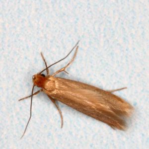 Clothes Moth up close white background