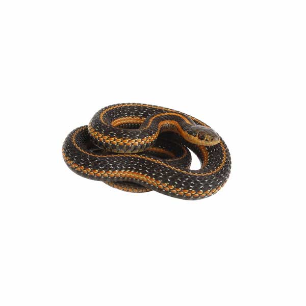 Common Garter Snake white background