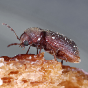 Drugstore Beetle up close white background