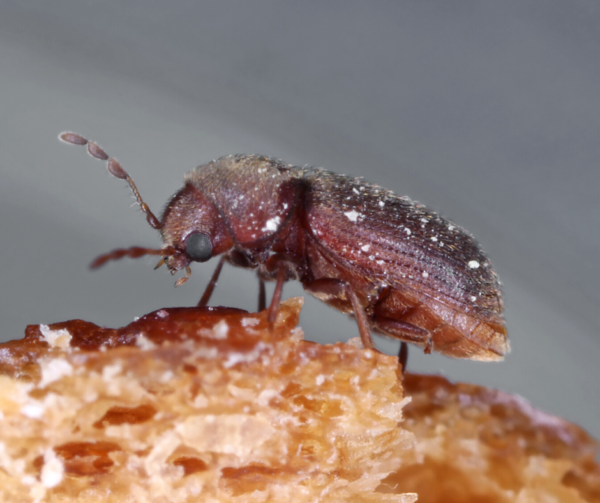 Drugstore Beetle up close white background