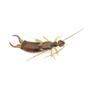 Earwig up close white background