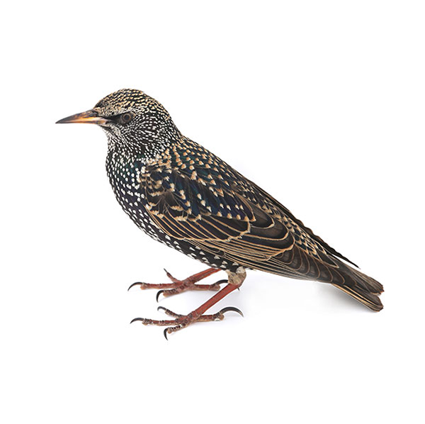 European Starling up close white background