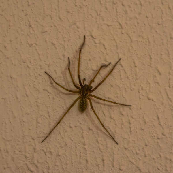 Funnel Weaver Spider on wall up close
