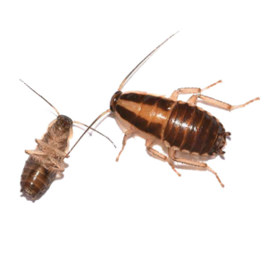 German Cockroach up close white background