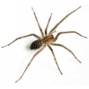 Giant House Spider close up white background