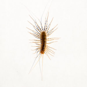 House Centipede up close white background