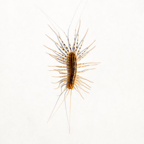 House Centipede | How to Identify House Centipedes in Kansas