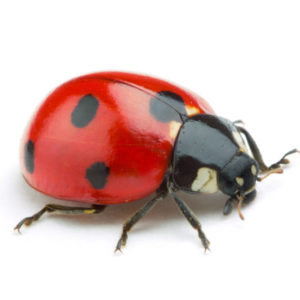 Ladybug up close white background