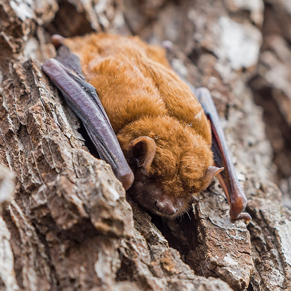 Bat Identification in your area