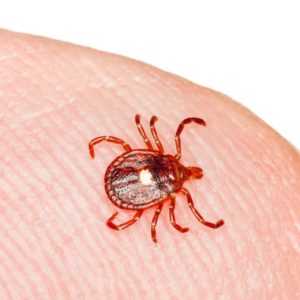 Lone Star Tick up close on tick