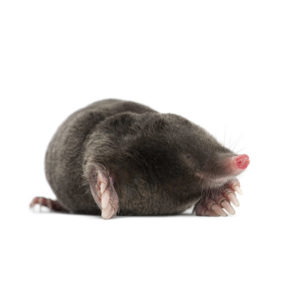 Mole white background