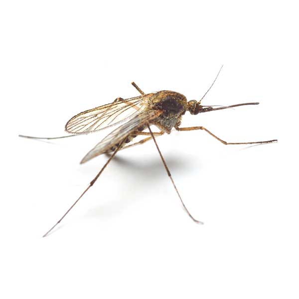 Mosquito up close white background