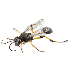 Mud Dauber up close white background