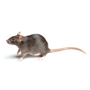 Norway Rat up close white background