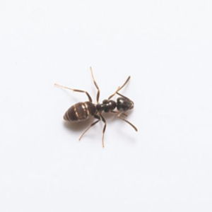 Odorous House Ant up close white background