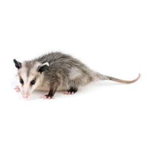 Opossum white background