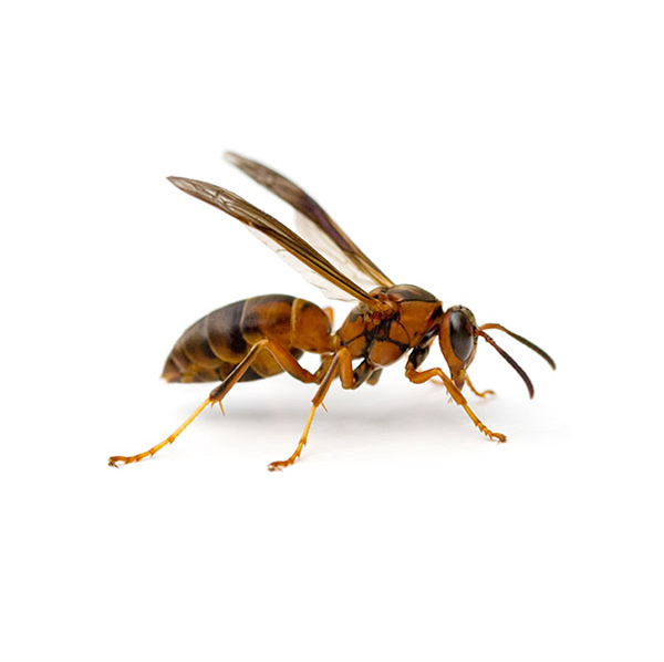 Paper Wasp | World Pest Control serving Salina, KS