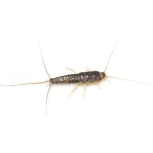 Silverfish up close white background