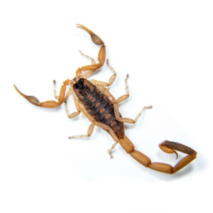 Striped Bark Scorpion