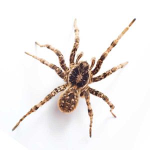 Wolf Spider close up white background