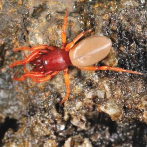 Woodlouse Spider close up white background