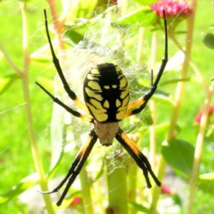 Yellow Garden Spider close up white background