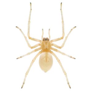 Sac Spider close up white background